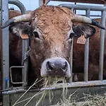 Grand Au Coeur Des Pyrenees - Ariege Dağ evi